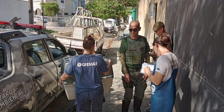 Carcará debilitado é resgatado pelo DOA de Bertioga