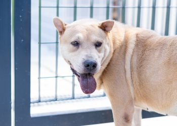 CCZ de Bertioga está com mais de 160 pets disponíveis para adoção