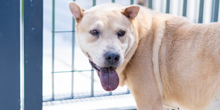 CCZ de Bertioga está com mais de 160 pets disponíveis para adoção