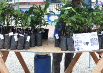 Caraguatatuba recebe mil mudas de plantas nativas como parte de compensação ambiental
