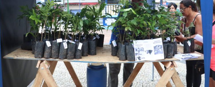 Caraguatatuba recebe mil mudas de plantas nativas como parte de compensação ambiental