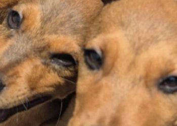 Centro de Controle de Zoonoses realiza atendimento móvel para castração em bairros de Caraguatatuba