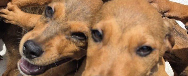 Centro de Controle de Zoonoses realiza atendimento móvel para castração em bairros de Caraguatatuba