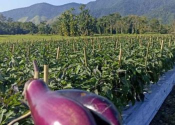 Agricultores familiares de Caraguatatuba podem se credenciar para Programa Paulista de Agricultura de Interesse Social