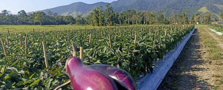 Agricultores familiares de Caraguatatuba podem se credenciar para Programa Paulista de Agricultura de Interesse Social