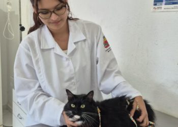CCZ abre 250 vagas do Programa de Controle Populacional de cães e gatos nesta sexta-feira