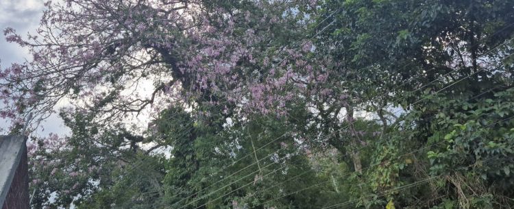 Retirada de árvore no bairro Benfica mobiliza Defesa Civil, Secretaria de Serviços Públicos e EDP-SP nesta sexta-feira