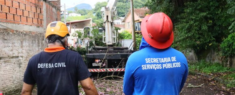 Moradores sentem alívio após retirada de árvore que ameaçava cair no bairro Benfica