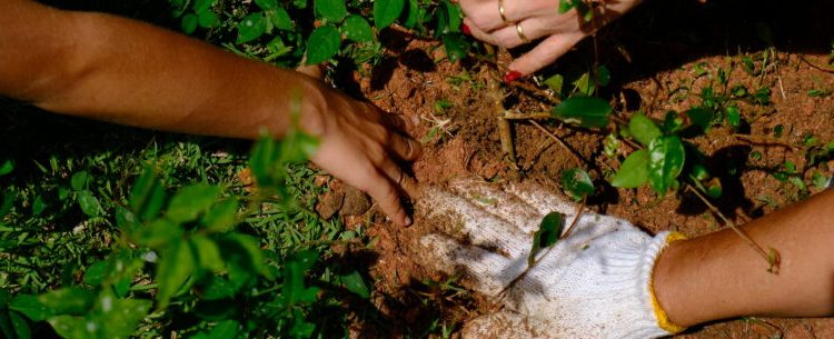 Projeto Arborizar une educação ambiental e plantio de árvores nativas em Caraguatatuba