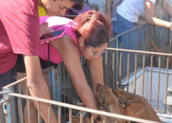 Centro de Controle de Zoonoses de Caraguatatuba promove Feira de Adoção de cães e gatos neste sábado