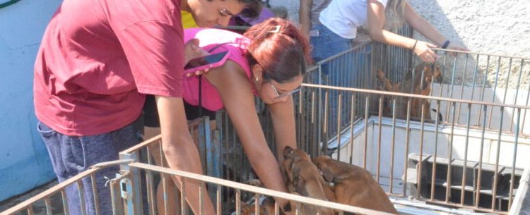 Centro de Controle de Zoonoses de Caraguatatuba promove Feira de Adoção de cães e gatos neste sábado