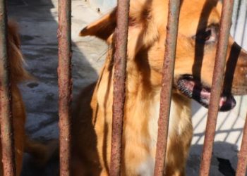 Caraguatatuba realiza feira de adoção de cães e gatos neste sábado