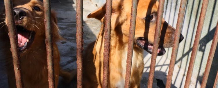 Caraguatatuba realiza feira de adoção de cães e gatos neste sábado