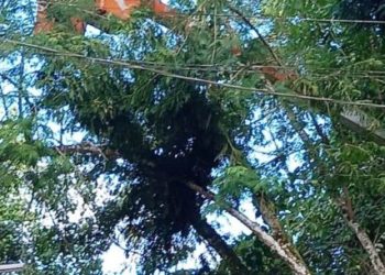 Árvores emaranhadas em fiações elétricas são retiradas em Caraguatatuba