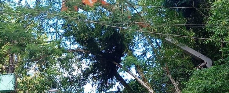 Árvores emaranhadas em fiações elétricas são retiradas em Caraguatatuba