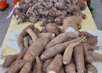 Feira Agroecológica reúne produtores locais para comercialização de produtos sustentáveis em Caraguatatuba