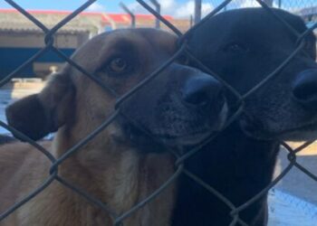 Caraguatatuba realiza nova feira de adoção de cães e gatos neste sábado