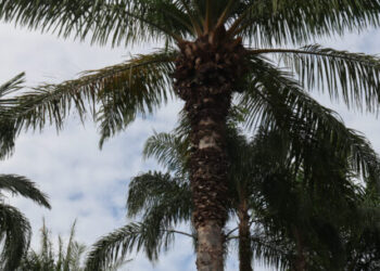 Remoção de coqueiros na Praça Diógenes continua por recomendação da Defesa Civil