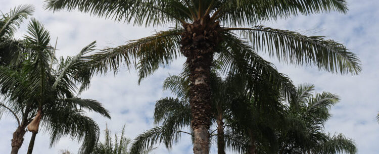 Remoção de coqueiros na Praça Diógenes continua por recomendação da Defesa Civil