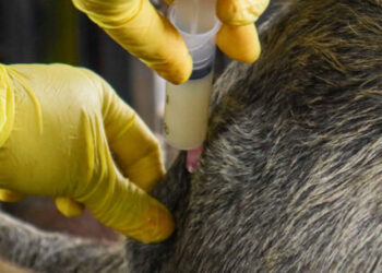 Vacinação contra a brucelose é realizada em sete propriedades rurais de Caraguatatuba