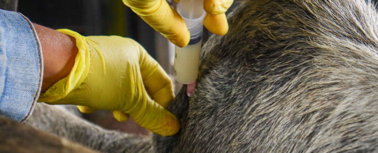 Vacinação contra a brucelose é realizada em sete propriedades rurais de Caraguatatuba