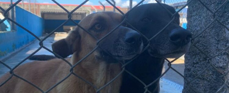 Centro de Controle de Zoonoses abre vagas do Programa de Controle Populacional de cães e gatos na sexta-feira