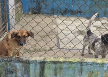 Cachorros e gata conseguem um novo lar na Feira de Adoção do CCZ