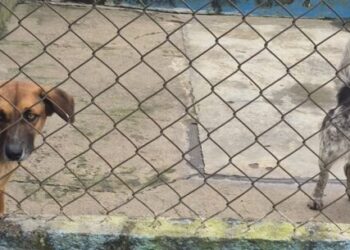 Cachorros e gata conseguem um novo lar na Feira de Adoção do CCZ
