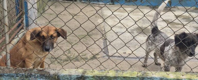 Cachorros e gata conseguem um novo lar na Feira de Adoção do CCZ