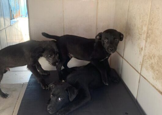 Centro de Controle de Zoonoses abre 250 vagas do programa de controle populacional de cães e gatos na sexta-feira