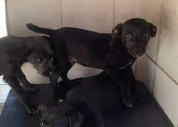 Centro de Controle de Zoonoses abre 250 vagas do programa de controle populacional de cães e gatos na sexta-feira