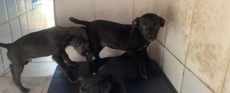 Centro de Controle de Zoonoses abre 250 vagas do programa de controle populacional de cães e gatos na sexta-feira