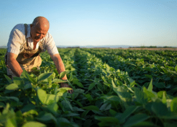 Além dos alimentos, fertilizantes são essenciais para diversos outros segmentos da economia