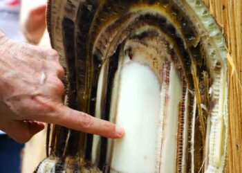 Caraguatatuba orienta produtores sobre prevenção da doença fusariose na bananicultura