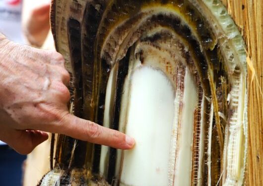 Caraguatatuba orienta produtores sobre prevenção da doença fusariose na bananicultura