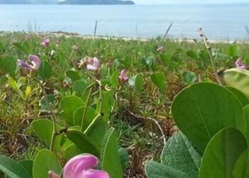 Caraguatatuba inicia projeto de recuperação do jundú para proteger praias e biodiversidade