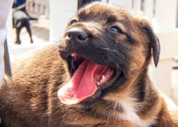 Sábado é dia de Feira de Adoção no Centro de Controle de Zoonoses de Caraguatatuba