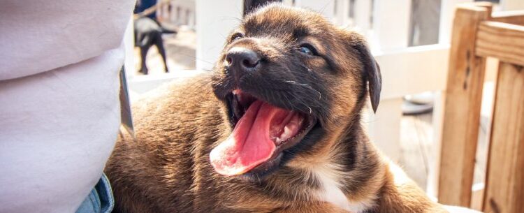 Sábado é dia de Feira de Adoção no Centro de Controle de Zoonoses de Caraguatatuba