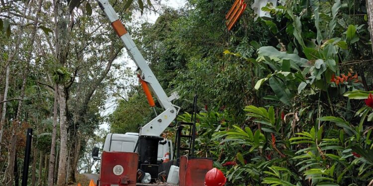 EDP realiza mutirão de poda de vegetação próxima à rede elétrica e modernização de equipamentos em bairros de Caraguatatuba e São Sebastião