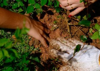 Orla do Centro de Caraguatatuba recebe plantio de arvores e mutirão de limpeza em mobilização nacional para COP30