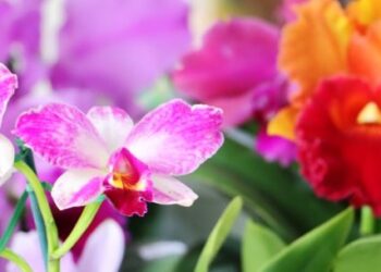 45ª Exposição de Orquídeas em Caraguatatuba começa nesta sexta-feira