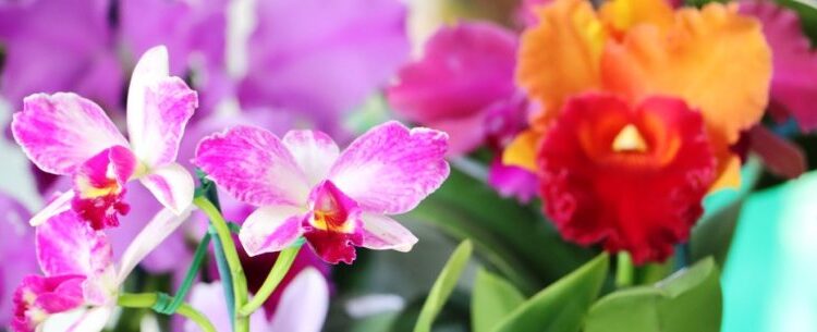 Caraguatatuba celebra 45ª Exposição de Orquídeas com foco na biodiversidade local