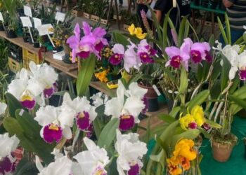45ª Exposição de Orquídeas Caraguatatuba recebe visitantes de cinco estados