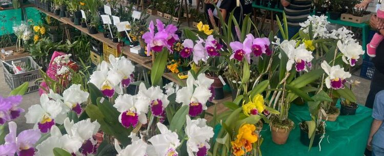 45ª Exposição de Orquídeas Caraguatatuba recebe visitantes de cinco estados
