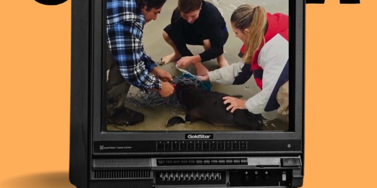 Cine Sarau segue na próxima semana na EE Thomaz Ribeiro de Lima com exibição de filmes e roda de conversa sobre Sustentabilidade Marinha e Costeira