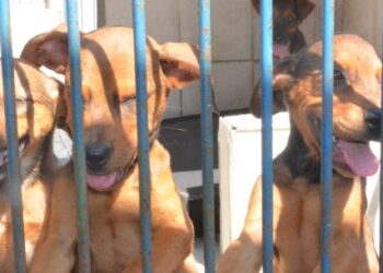 Sábado tem Feira de Adoção de cães e gatos em Caraguatatuba