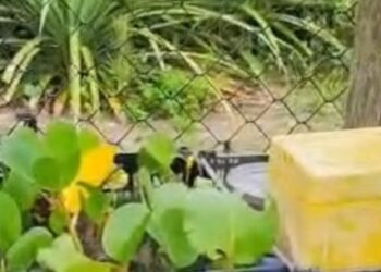 Caraguatatuba recebe Semana Environmental Social Governance com ações voltadas à sustentabilidade