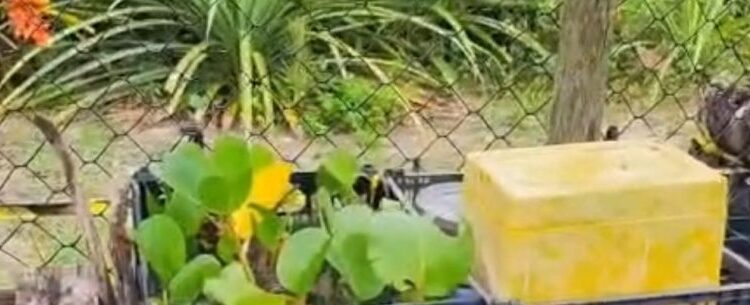 Caraguatatuba recebe Semana Environmental Social Governance com ações voltadas à sustentabilidade