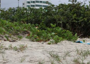 Programa de Recuperação do Jundu inicia etapa de manejo e poda do marmeleiro em Caraguatatuba