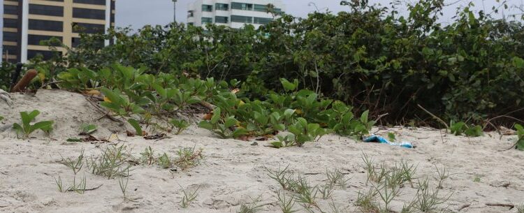 Programa de Recuperação do Jundu inicia etapa de manejo e poda do marmeleiro em Caraguatatuba